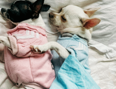 Pet Pajama Parties