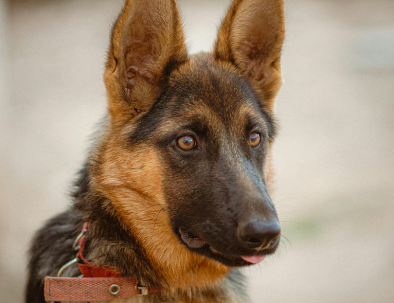 Working Dog Retirement Parties
